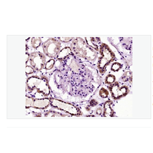 Anti-Nestin antibody  -巢蛋白/神经上皮干细胞蛋白抗体