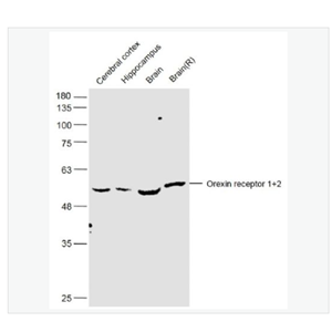 Anti-Orexin receptor 1+2 antibody  -丘腦分泌素受體1+2/食欲素受體1+2抗體