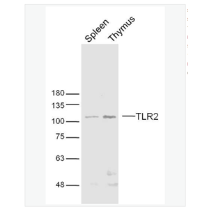 Anti-TLR2antibody  -Toll样受体2（CD282）抗体