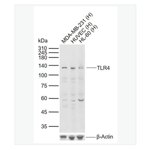 Anti-TLR4 antibody  -Toll样受体4（CD284）抗体,TLR4