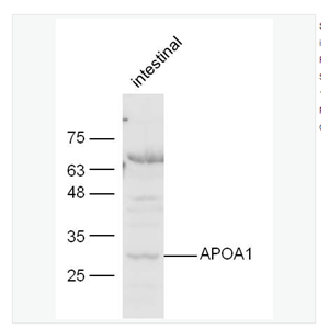 Anti-APOA1  antibody  -载脂蛋白A1抗体