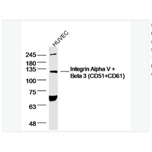 Anti-Integrin Alpha V + Beta 3 antibody  -整合素αVβ3抗体
