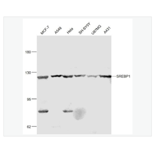 Anti-SREBP1  antibody  -胆固醇调节元件结合蛋白1抗体