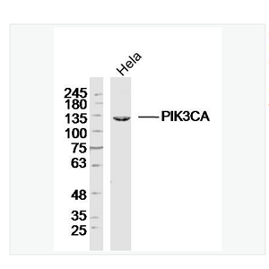 Anti-PIK3CA antibody  -磷脂酰肌醇激酶催化亚单位A抗体