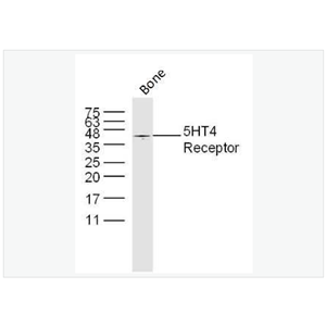 Anti-5HT4 Receptor antibody  -5-羟色胺受体4抗体