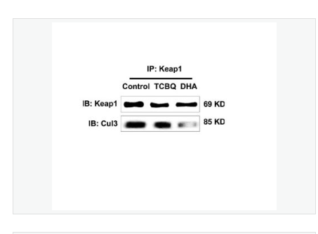 Anti-KEAP1 antibody  -胞质接头蛋白Keap1抗体,KEAP1