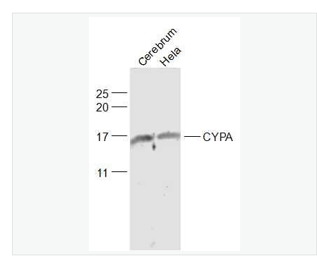 Anti-CYPA antibody-亲环蛋白（亲环素）PPIA抗体,CYPA