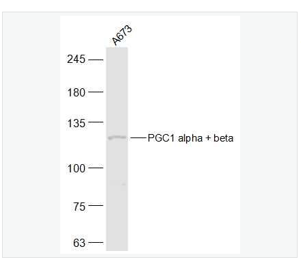 Anti-PGC1 alpha + beta antibody-过氧化物酶体增殖物激活受体γ辅激活子1α+β抗体,PGC1 alpha + beta