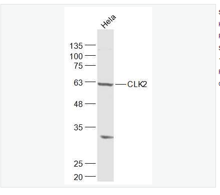 Anti-CLK2 antibody-细胞分裂周期样激酶2抗体,MCLK2