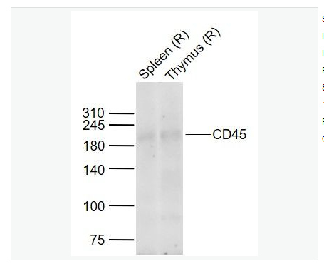 Anti-CD45 antibody-白细胞共同抗原抗体,CD45