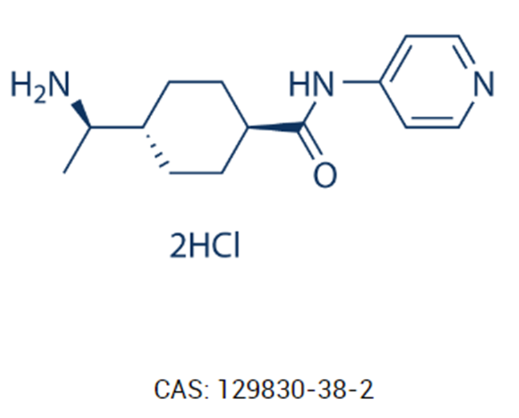 Y-27632 2HCl,Y27632 (hydrochloride)