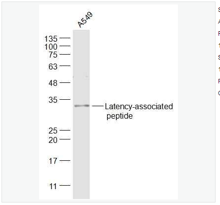 Anti-Latency-associated peptide antibody-转化生长因子β/TGFβ抗体,Latency-associated peptide