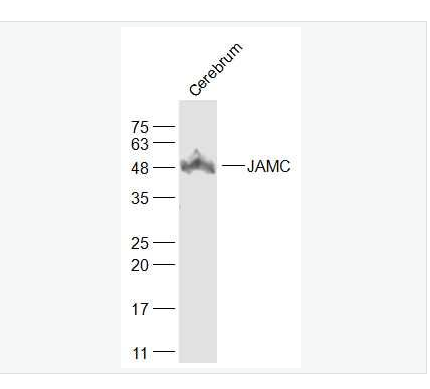 Anti-JAMC antibody-连接粘附分子C抗体,JAMC