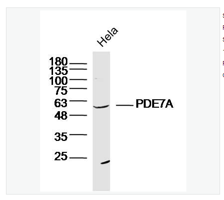 Anti-PDE7A   antibody-磷酸二酯酶7抗体,PDE7A