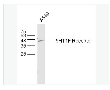 Anti-5HT1F Receptor antibody-5-羟色胺受体1F抗体,5HT1F Receptor