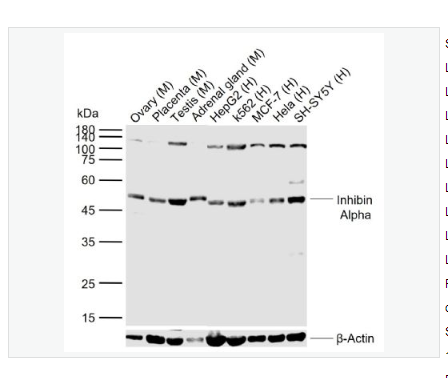 Anti-Inhibin Alpha antibody-抑制素α/Inhibin α抗体,Inhibin Alpha