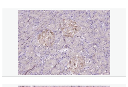 Anti-DUSP10 antibody-雙特異性蛋白磷酸酶10抗體,IDUSP10