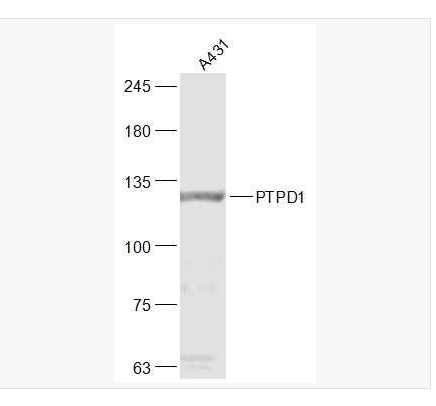 Anti-PTPD1  antibody-蛋白酪氨酸磷酸酶D1抗体,PTPD1