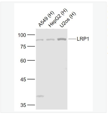 Anti-LRP1 antibody-低密度脂蛋白受体相关蛋白1抗体,LRP1