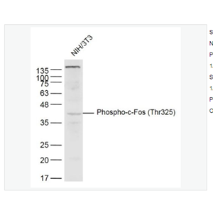 Anti-Phospho-c-Fos antibody  -磷酸化c-fos抗体,Phospho-c-Fos (Thr325)