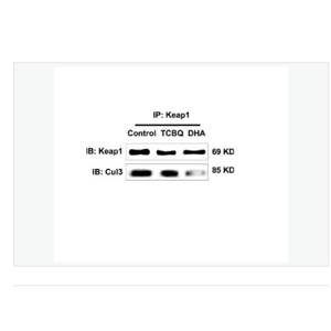 Anti-KEAP1 antibody  -胞质接头蛋白Keap1抗体