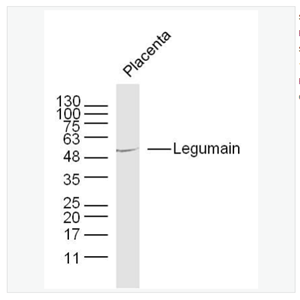 Anti-Legumain  antibody  -半胱氨酸蛋白酶抗体