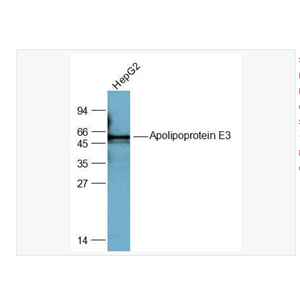 Anti-Apolipoprotein E3 antibody  -载脂蛋白E3抗体