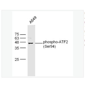 Anti-phospho-ATF2 antibody  -磷酸化活化复制因子2抗体