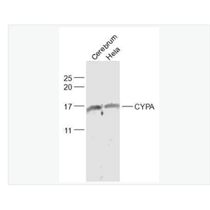 Anti-CYPA antibody-亲环蛋白（亲环素）PPIA抗体