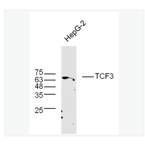 Anti-TCF3 antibody-转录因子3抗体,TCF3