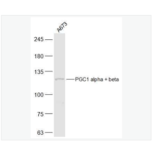 Anti-PGC1 alpha + beta antibody-过氧化物酶体增殖物激活受体γ辅激活子1α+β抗体