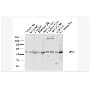 Anti-MSR1 antibody-巨噬细胞清道夫受体1抗体,MSR1