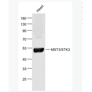 Anti-MST3/STK3 antibody-丝氨酸/苏氨酸蛋白激酶3抗体