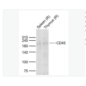 Anti-CD45 antibody-白细胞共同抗原抗体,CD45