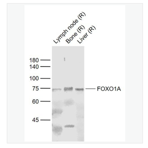 Anti-FOXO1A  antibody-叉头蛋白O1抗体
