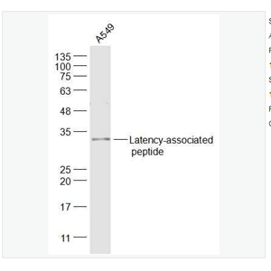 Anti-Latency-associated peptide antibody-转化生长因子β/TGFβ抗体