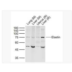Anti-Elastin antibody-弹性蛋白抗体,Elastin