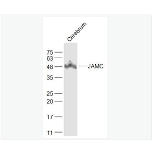 Anti-JAMC antibody-连接粘附分子C抗体