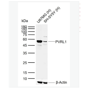 Anti-PVRL1 antibody-脊髓灰质炎受体相关蛋白1抗体