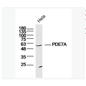 Anti-PDE7A   antibody-磷酸二酯酶7抗体,PDE7A