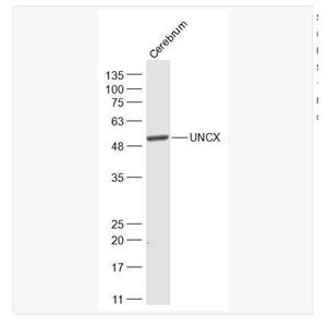 Anti-UNCX antibody-同源蛋白UNCX抗体