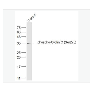 Anti-phospho-Cyclin C antibody-磷酸化周期素C抗体