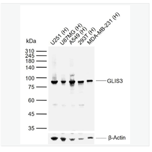 Anti-GLIS3 antibody-锌指蛋白ZNF515抗体