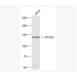 Anti-PTPD1  antibody-蛋白酪氨酸磷酸酶D1抗体