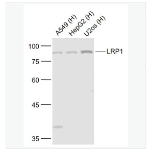 Anti-LRP1 antibody-低密度脂蛋白受体相关蛋白1抗体