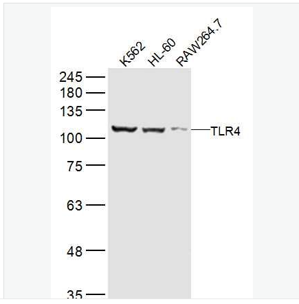 Anti-TLR4  antibody-Toll样受体4（CD284）抗体,TLR4