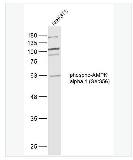 Anti-phospho-AMPK alpha 1  antibody-腺苷单磷酸活化蛋白激酶α1/AMPK α 1抗体,phospho-AMPK alpha 1 (Ser356)
