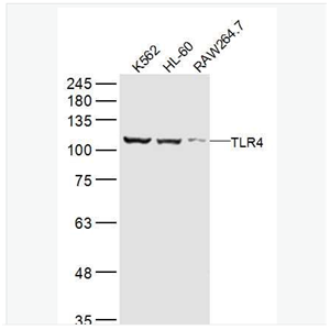 Anti-TLR4  antibody-Toll样受体4（CD284）抗体