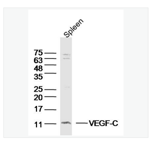 Anti-VEGF-C antibody-血管内皮生长因子C型抗体