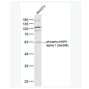 Anti-phospho-AMPK alpha 1  antibody-腺苷单磷酸活化蛋白激酶α1/AMPK α 1抗体,phospho-AMPK alpha 1 (Ser356)